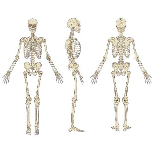 Osteoporose ist eine Erkrankung, bei der die Knochendichte und -Qualität abnimmt